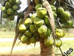 Dwarf and hybrid coconut Seedlings