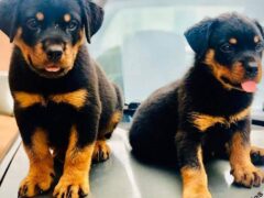 Pure breed Rottweiler Dogs for sale
