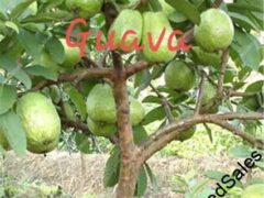 Hybrid Guava Seedling for Sale