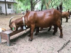 Kalahari Red Goat Still Available For Sale