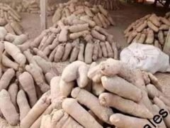 Yam tubers for sale