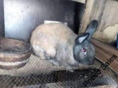 Male and female Rabbits for sale