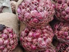 Onions for sale