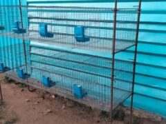 Long-lasting Rabbits cage for sale