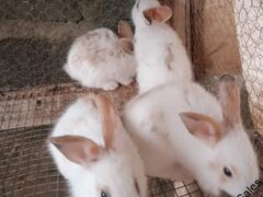 New Zealand rabbits for sale