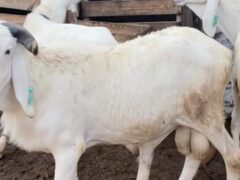 Sheep: Balami Ram Hybrid for sale