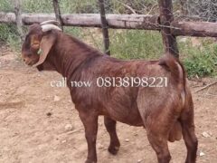 Kalahari red and Boar goats for sale