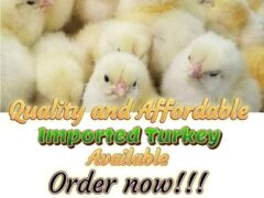 Day old imported Turkeys for sale