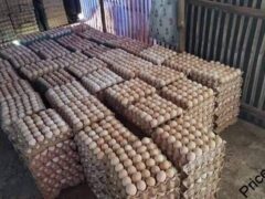 Fresh Eggs for sale with Delivery