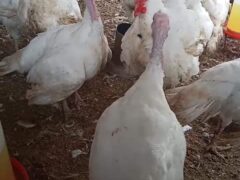 Foreign Turkeys for sale at affordable prices