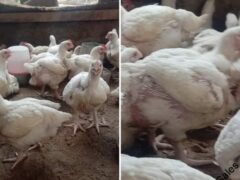 Broiler chicken for sale in PH