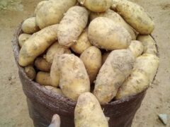 Fresh Irish Potatoes from farm