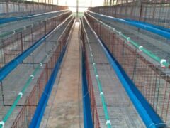 40 unit Battery cages for sale