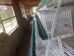 poultry Battery cages for sale
