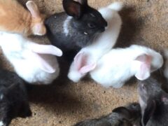 New zealand white Rabbit for sale