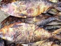 Dried Bonga Fish for sale