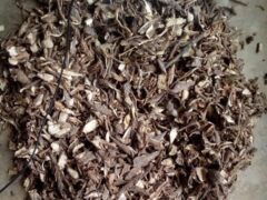 Dried Cassava Peels for sale