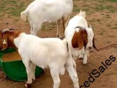 Kalahari, Boar and Savanna Goat breeds