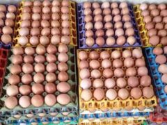 Egg crates for sale