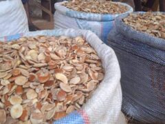 100kg bags of Ogbono for sale