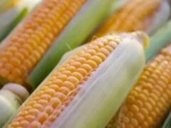 Best Maize seed - F1 hybrid