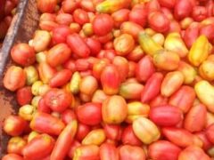 Tomatoes Tatashe, Shombo and Tarombo pepper