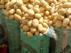 Fresh Irish Potatoes for sale