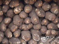 Tubers of Yams for sale