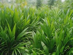 Malaysia Supergene Oil Palm Sprouted Seeds and Seedlings