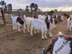 Boar goats for sale
