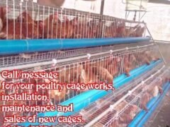 Poultry cages for sale