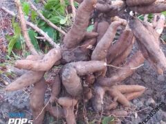 High yield cassava tubers