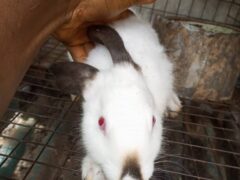 American Rabbits for sale