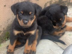 Pedigree puppies available for new homes.
