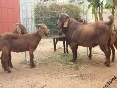 Matured Boer goat