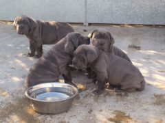 Cute/Pure breed Neapolitan Mastiff Dog/Puppy