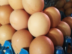 Jumbo fresh eggs