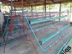 Battery Cage and Local Cage for sale