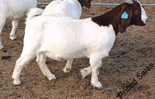 Goat prices in Nigeria for sale at cheap rates