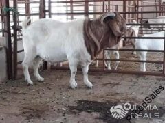 Boar Goats For Sale
