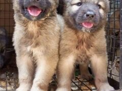 Female Caucasian puppies for sale