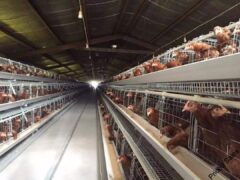 Chicken battery cages for sale
