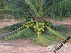 Coconut Plant Seedlings