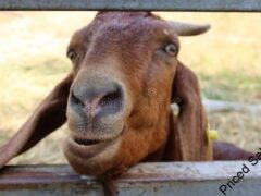 Boer and Kalahari hybrid Goats for sale