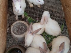 Weaner Rabbit available for Sale @ Osogbo