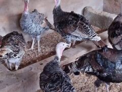 Live Turkey Chicks for sale