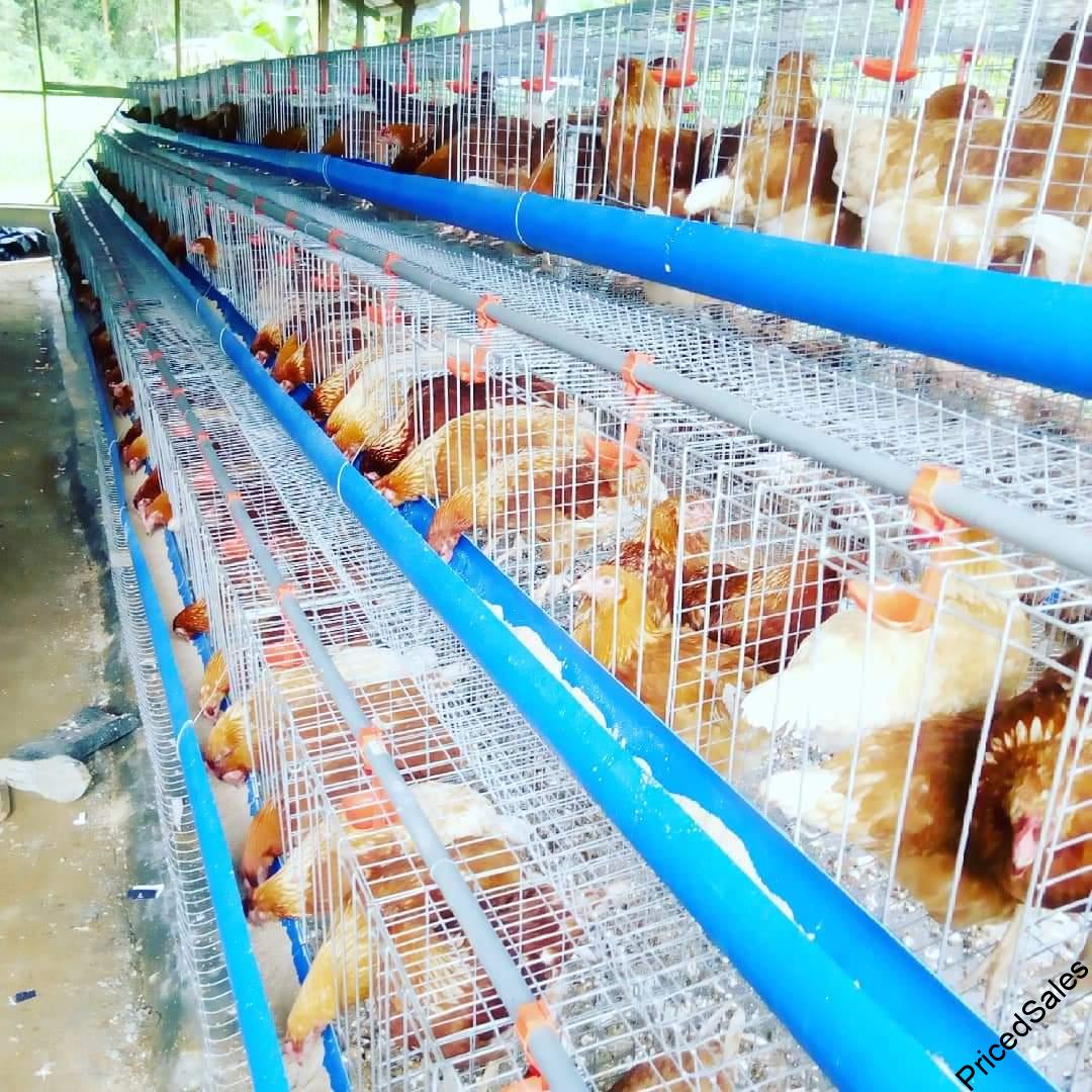 Price of chicken battery Cage in Nigeria