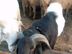 Sport rams for sale