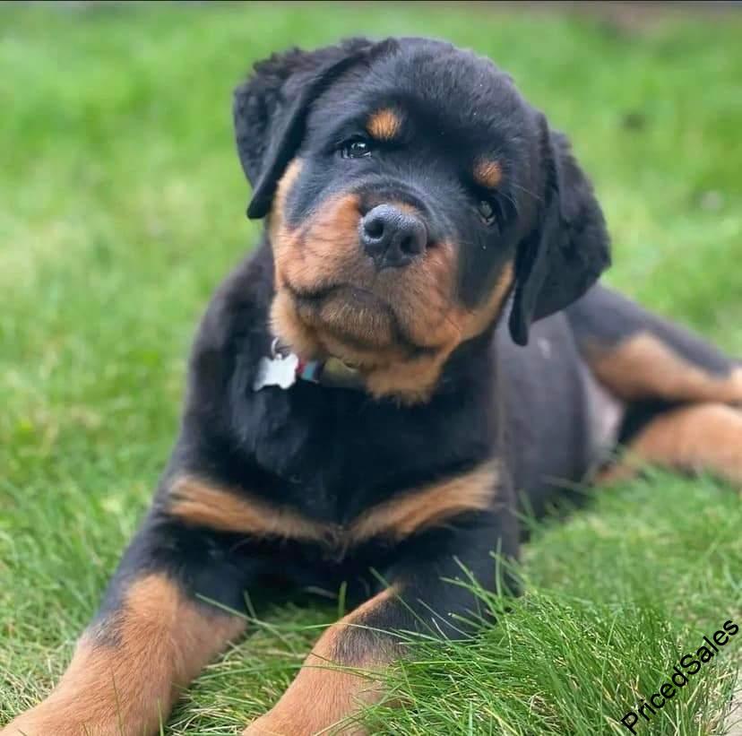 Rottweiler Dog and Puppy for sale in Nigeria